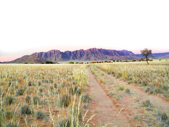 Scenic view of field against clear sky