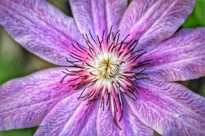 Close-up of purple flower