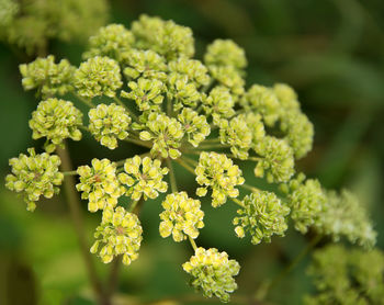 Close-up of flowering plant