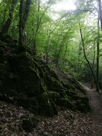 Trees growing in forest