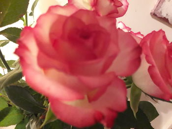 Close-up of pink rose flower