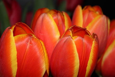 Close-up of red flowering plant