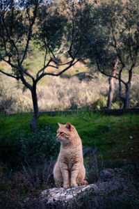 Cat sitting on field by tree