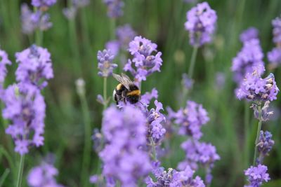 Close-up of bumblebee pollinating on lavender