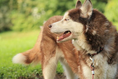 View of dog looking away on field