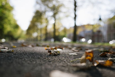 Close-up of birds on road