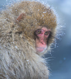 Close-up portrait of monkey