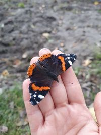 Close-up of butterfly on hand