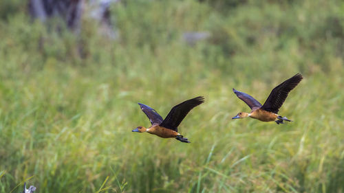 View of birds flying