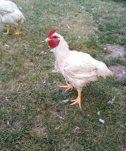 View of a bird on field