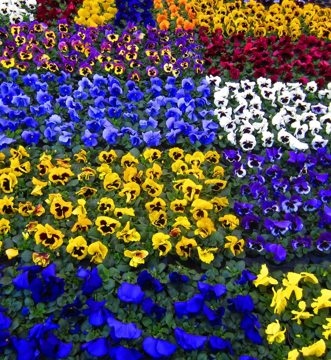 Colours of the Netherlands