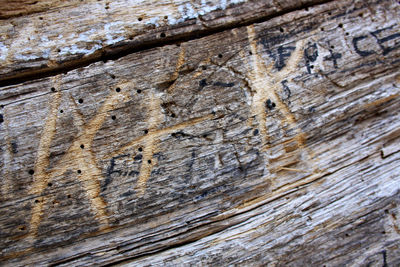 Full frame shot of tree trunk