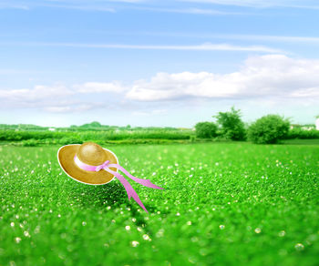 Close-up of flower growing on field against sky