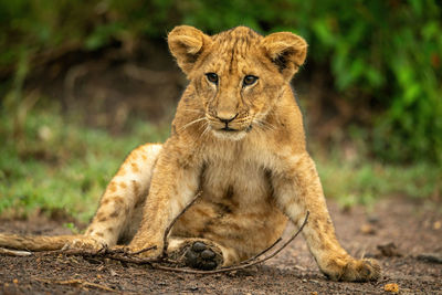 Close-up of lion cub sitting with branch