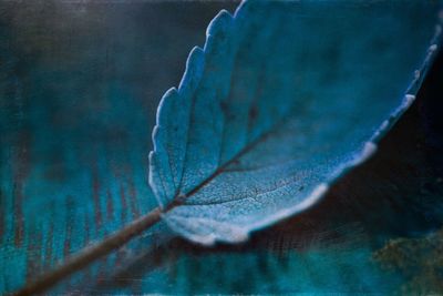 Close-up of water drop on leaf during winter