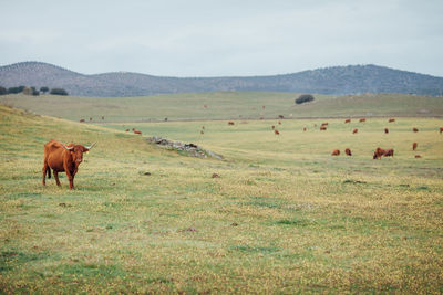 Horses on field against sky