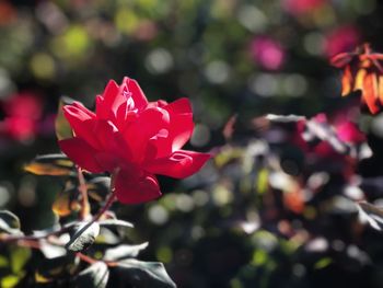 Close-up of red flower blooming outdoors