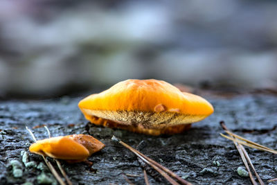 Close-up of mushroom growing on field