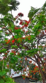 Low angle view of tree against sky