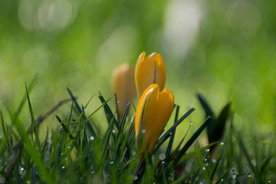 Close-up of yellow crocus blooming on field