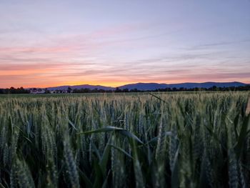 Scenic view of field against sky during sunset