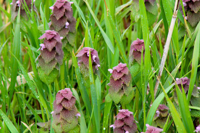 Close-up of flowering plants on field