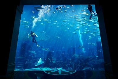 Fish swimming in aquarium