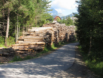 Dirt road passing through trees