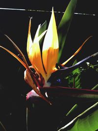 Close-up of yellow flowers