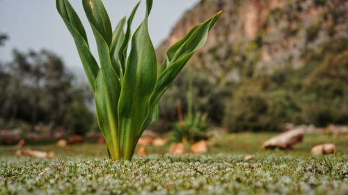 Close-up of grass