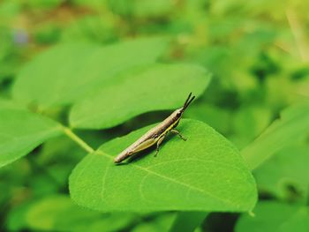 Close-up of insect on leaf