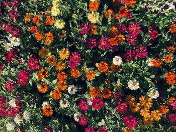 High angle view of flowering plants