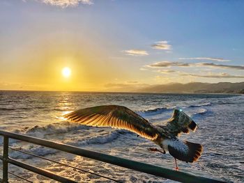 Santa monica pier 