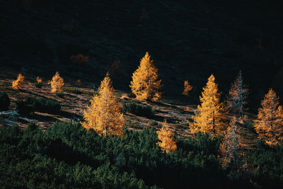 Clear dark sun between larch and pine trees in autumn