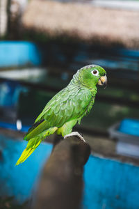 Green parrot looking at camera with blue background