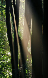 Low section of people standing by tree