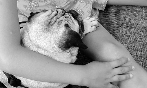 Midsection of a dog sleeping