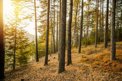 Pine trees in forest during autumn