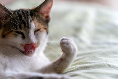 Close-up of cat with eyes closed