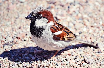 Close-up of bird