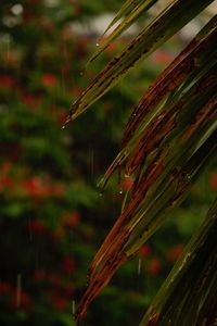 Close-up of water drops on plant