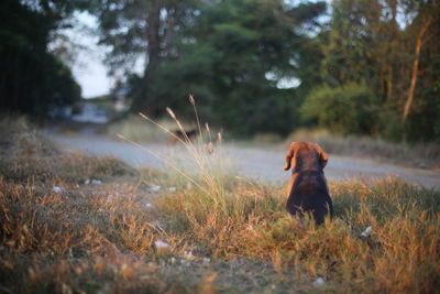 Dog standing on field