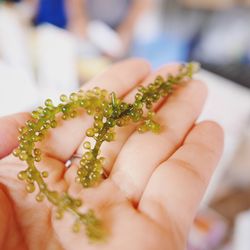 Close-up of hand holding leaf