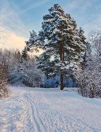 Trees on snow covered field against sky