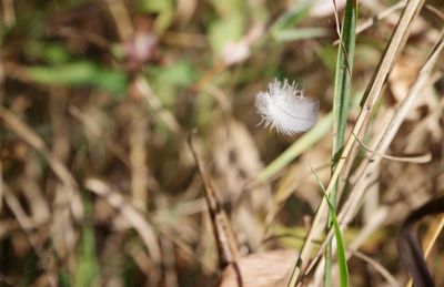 Close-up of white dandelion flower