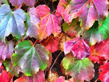 Full frame shot of leaves