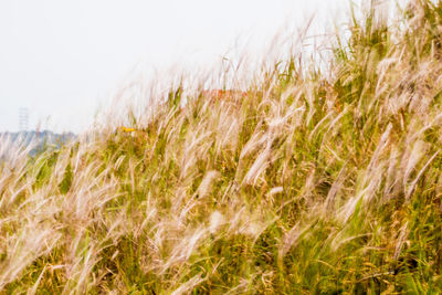 Close-up of corn field against clear sky