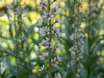 Close-up of flowering plant