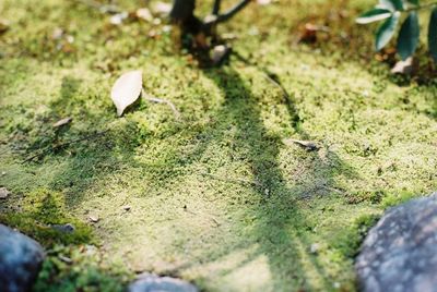 Close-up of grass in field