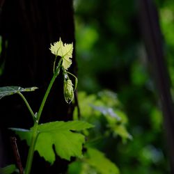 Close-up of green leaf on plant